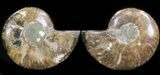 Polished Ammonite Pair - Agatized #41182-1